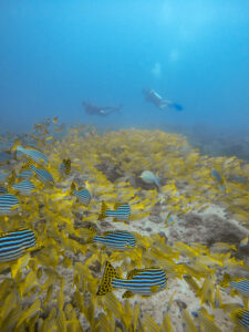 Diving amongst big school of sweetlips.JPG