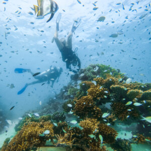 Diving above coral frame in Maldives.JPG